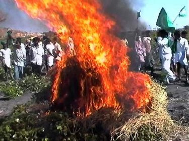 Burning GM Cotton in India