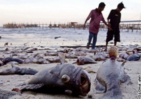 Malaysian fisherfolk examining beached fish after the first tsunami wave